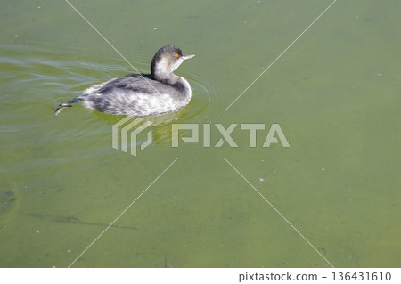 Black-necked grebe Podiceps nigricollis nigricollis. 136431610