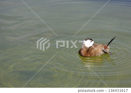 White-headed duck Oxyura leucocephala. White-headed duck Oxyura leucocephala. 136431617