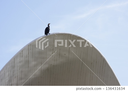 Great cormorant Phalacrocorax carbo. Great cormorant Phalacrocorax carbo. 136431634