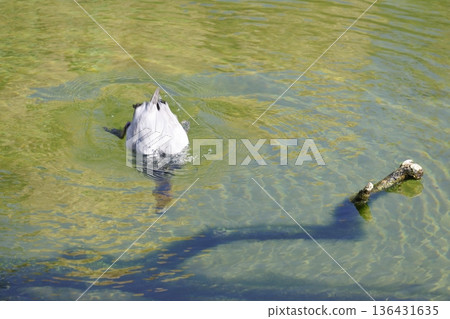 Common pochard diving. Common pochard diving. 136431635