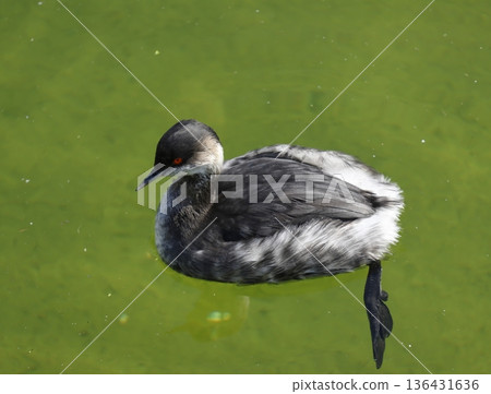 Black-necked grebe Podiceps nigricollis nigricollis. 136431636