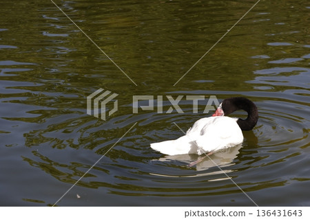 Black-necked swan preening. 136431643