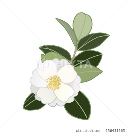 白色山茶花枝插圖 白色山茶花枝插圖 136431665