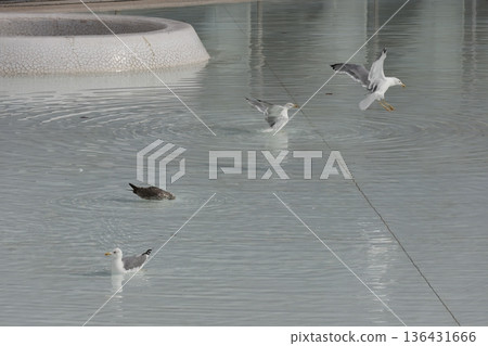 Yellow-legged gulls Larus michahellis michahellis. Yellow-legged gulls Larus michahellis michahellis. 136431666