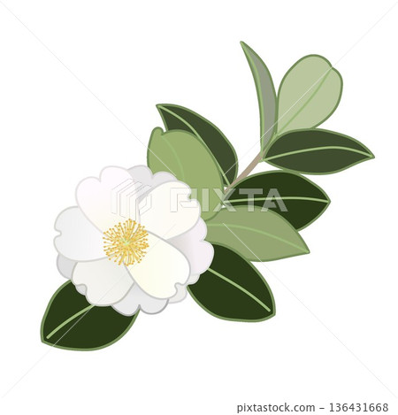白色山茶花枝插圖 白色山茶花枝插圖 136431668