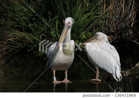 Great white pelicans. Great white pelicans. 136431669