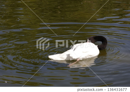 Black-necked swan preening. Black-necked swan preening. 136431677