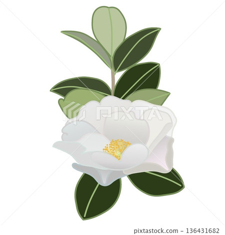 白色山茶花枝插圖 白色山茶花枝插圖 136431682