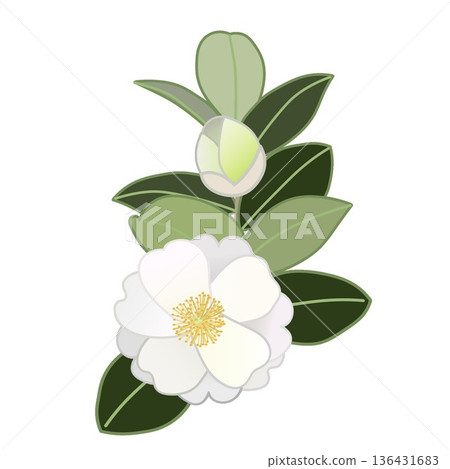 白色山茶花枝插圖 白色山茶花枝插圖 136431683