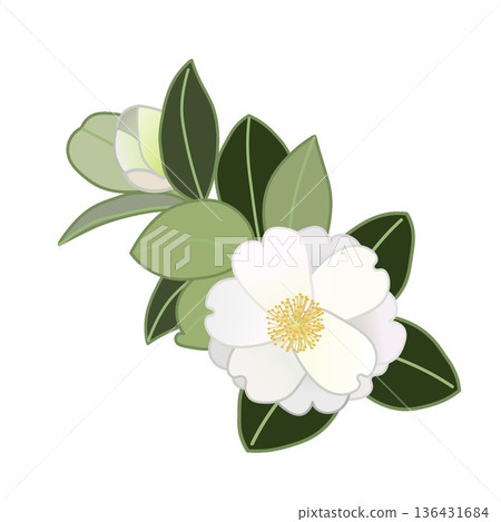 White camellia twig illustration White camellia twig illustration 136431684
