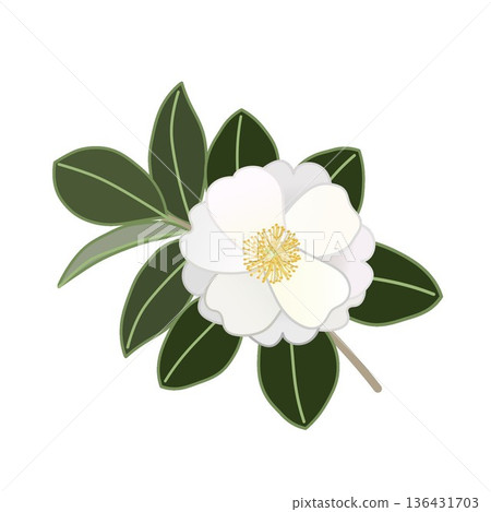White camellia twig illustration White camellia twig illustration 136431703