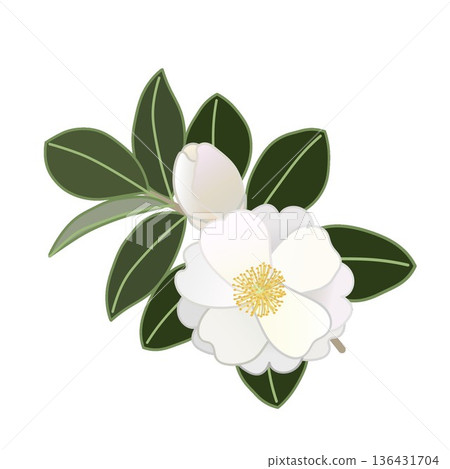 白色山茶花枝插圖 白色山茶花枝插圖 136431704
