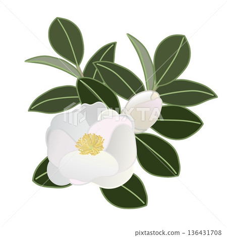 白色山茶花枝插圖 白色山茶花枝插圖 136431708
