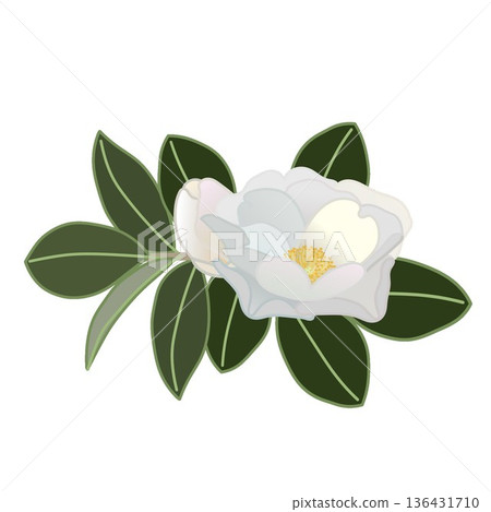 白色山茶花枝插圖 白色山茶花枝插圖 136431710
