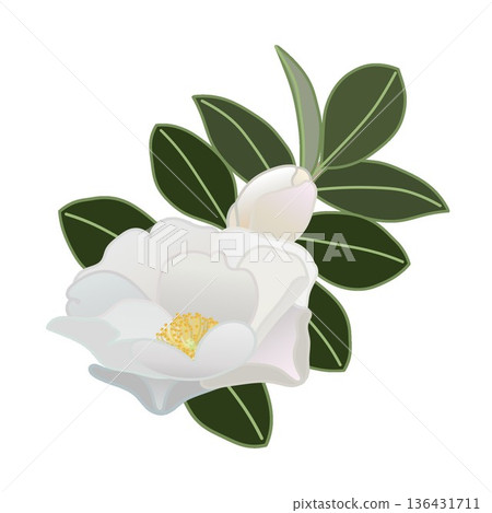 白色山茶花枝插圖 136431711