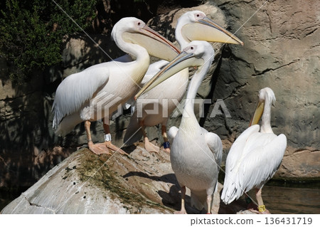 Great white pelicans. Great white pelicans. 136431719