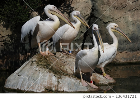 Great white pelicans. Great white pelicans. 136431721