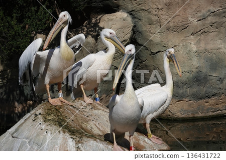 Great white pelicans. Great white pelicans. 136431722