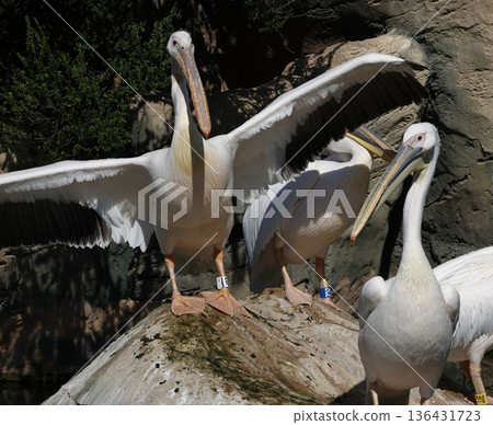 Great white pelicans. Great white pelicans. 136431723