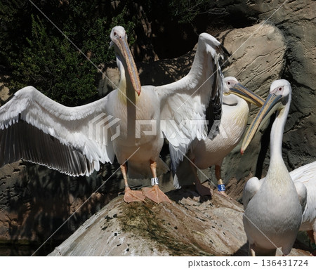Great white pelicans. Great white pelicans. 136431724