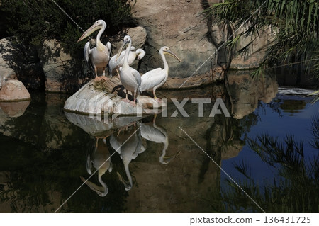 Great white pelicans. Great white pelicans. 136431725