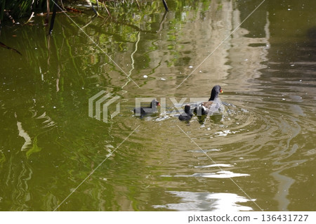 Common moorhens Gallinula chloropus chloropus. Common moorhens Gallinula chloropus chloropus. 136431727