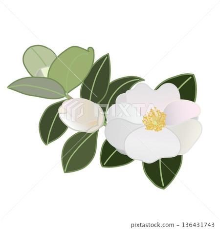 白色山茶花枝插圖 白色山茶花枝插圖 136431743