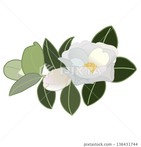 白色山茶花枝插圖 白色山茶花枝插圖 136431744