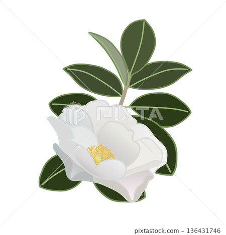 白色山茶花枝插圖 白色山茶花枝插圖 136431746