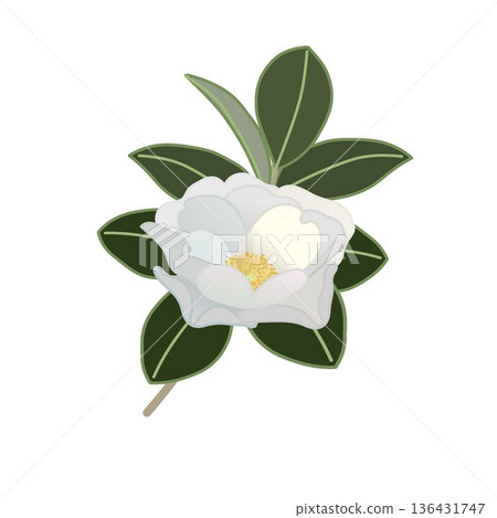 白色山茶花枝插圖 白色山茶花枝插圖 136431747