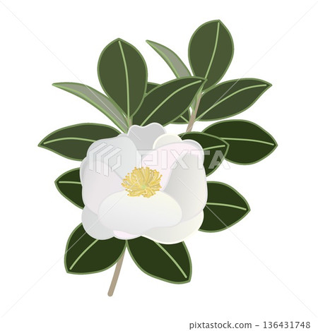 白色山茶花枝插圖 白色山茶花枝插圖 136431748