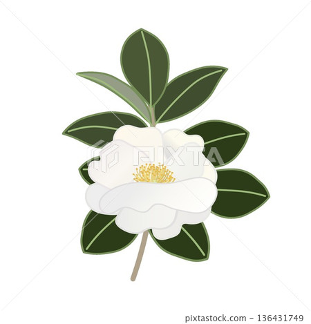 White camellia twig illustration White camellia twig illustration 136431749