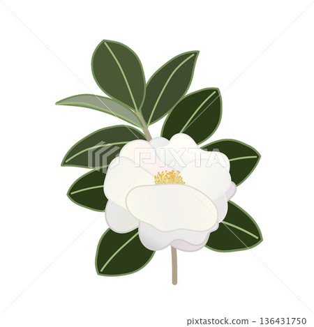 白色山茶花枝插圖 136431750