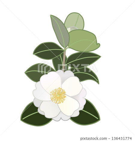 白色山茶花枝插圖 白色山茶花枝插圖 136431774