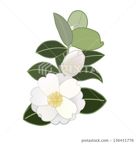 白色山茶花枝插圖 白色山茶花枝插圖 136431776