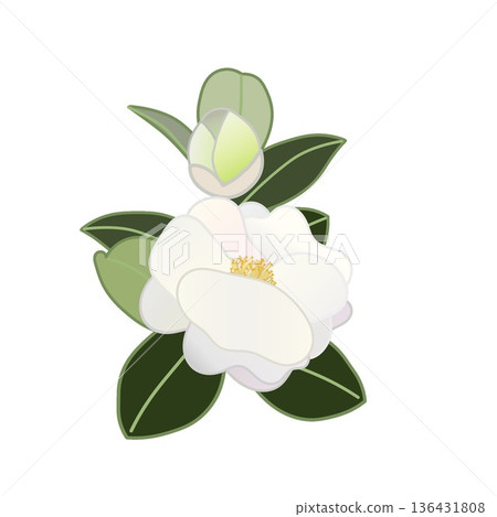 白色山茶花枝插圖 白色山茶花枝插圖 136431808