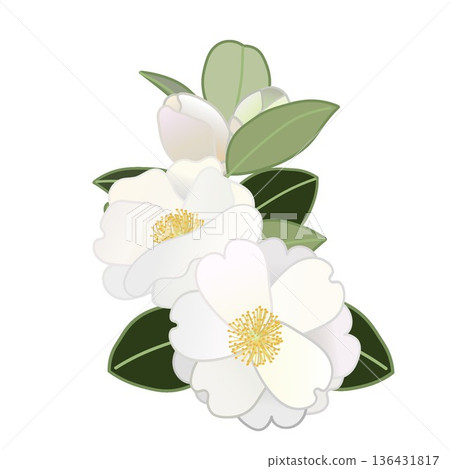 白色山茶花枝插圖 136431817