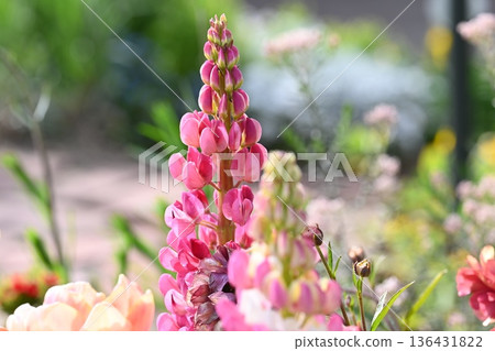 羽扇豆花預示著春天的到來 136431822