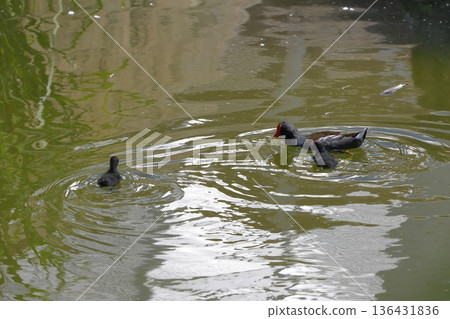 Common moorhens Gallinula chloropus chloropus. Common moorhens Gallinula chloropus chloropus. 136431836
