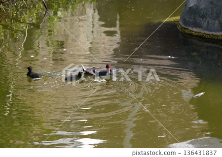 Common moorhens Gallinula chloropus chloropus. 136431837