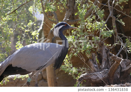 Demoiselle crane Anthropoides virgo. Demoiselle crane Anthropoides virgo. 136431838