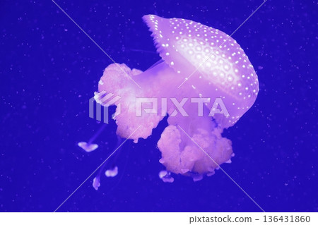 White-spotted jellyfish Phyllorhiza punctata White-spotted jellyfish Phyllorhiza punctata 136431860
