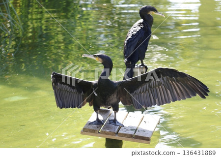 Great cormorants Phalacrocorax carbo. Great cormorants Phalacrocorax carbo. 136431889