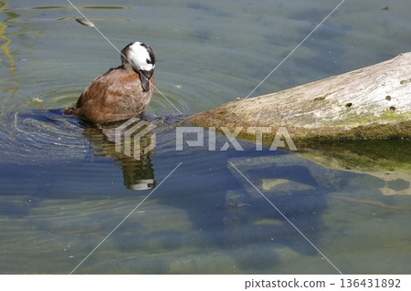 White-headed duck preening. 136431892