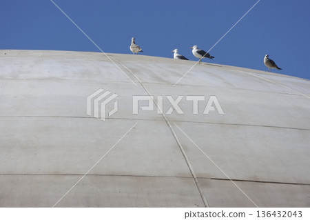 Yellow-legged gulls Larus michahellis michahellis. Yellow-legged gulls Larus michahellis michahellis. 136432043