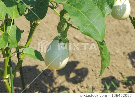 White eggplant fruit growing and developing White eggplant fruit growing and developing 136432093
