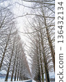 Snow scene of metasequoia trees in Shiga 136432134