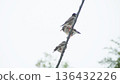 椋鳥在電線上避寒 136432226