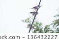 椋鳥在電線上避寒 136432227