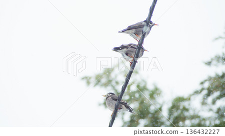 椋鳥在電線上避寒 136432227